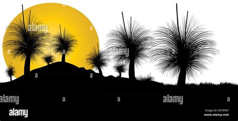 Silhouette of Grass tree or black boy tree at sunset with white ...