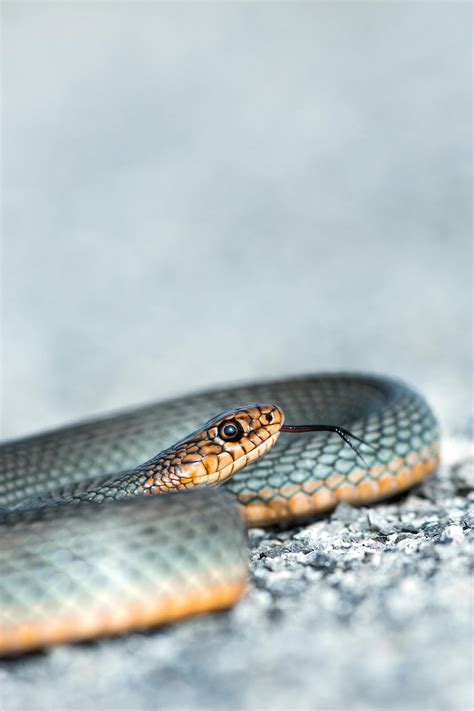 A Venomous Cobra Snake · Free Stock Photo