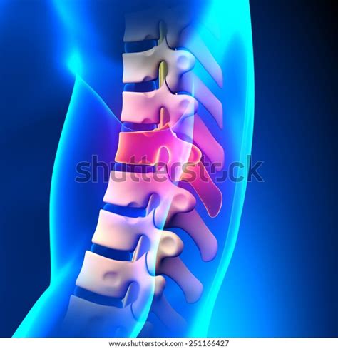 T8 Disc Thoracic Spine Anatomy Stock Illustration 251166427 Shutterstock