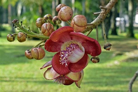 Cannonball Tree Flower And Buds Couroupita Guianensis Stock Image