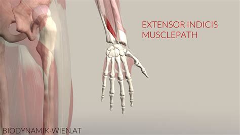 Extensor Indicis Musclepath 3d Animation Youtube