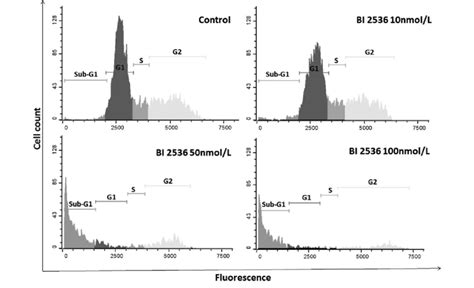 PLK1 Inhibition By BI 2536 Results In The Induction Of Severe Mitotic