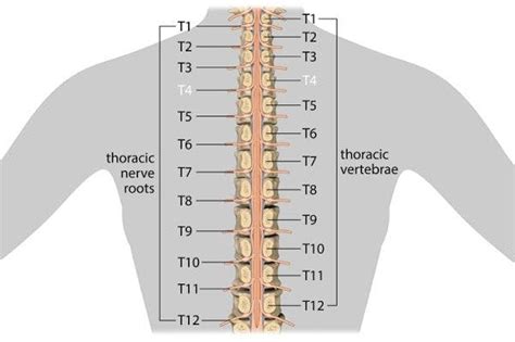 T4 Spinal Cord Injury Functions And Recovery Outlook