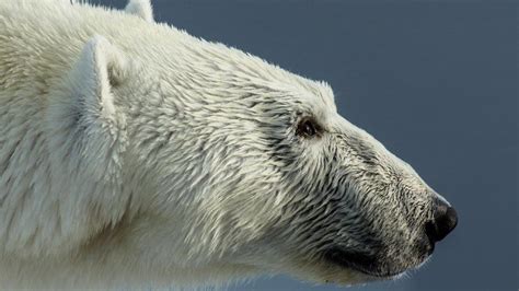 Polar Bear Shot Dead After Attacking Cruise Ship Guard Bbc News