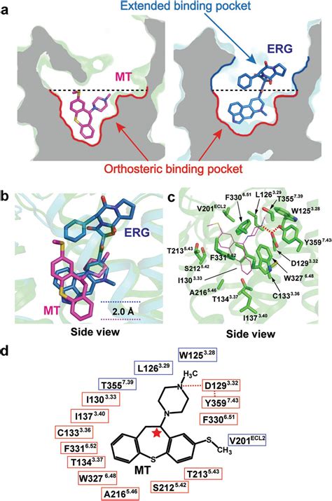 Ligand Binding Pockets Of Ht B R In Complex With Mt And Erg A