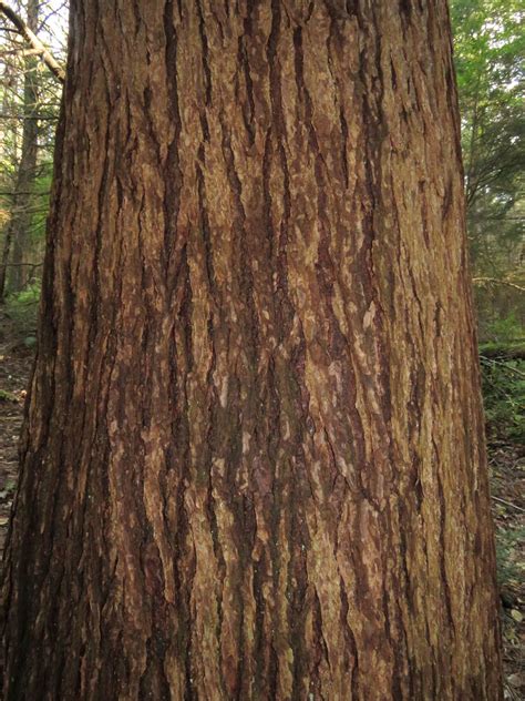 Eastern Hemlock | Glen Arboretum