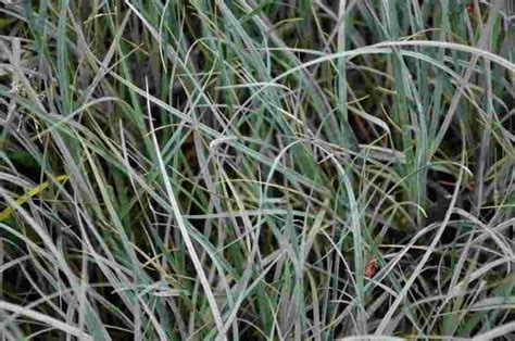 Carex Panicea • Plantwerk • Online Planten Kopen