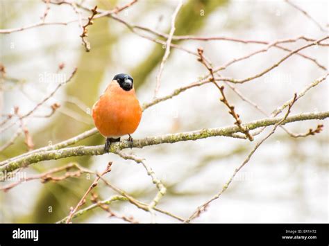 Male Eurasian Bullfinch Pyrrhula Pyrrhula Sitting On A Branch In The