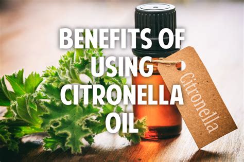 5 Surprising Benefits of Citronella Oil | Danette May