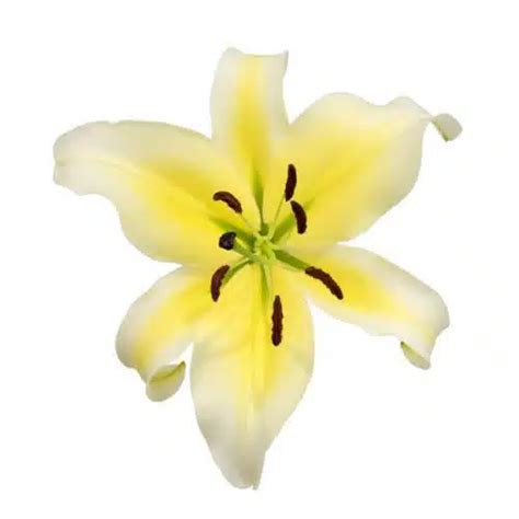 Yellow And White Oriental Lily Buy Wholesale Flowers JR Roses