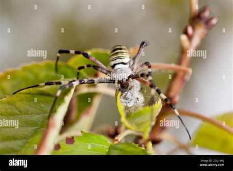 Asp Spider Argiope Bruennichi Black And Yellow Stripe Argiope