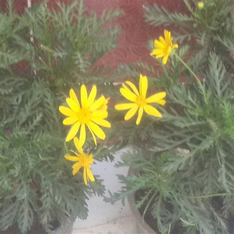 Euryops Pectinatus Silver Star Grey Leaved Euryops Silver Star Uploaded By Nojo920