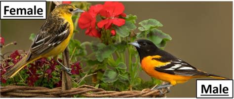 8 Orioles That Live In The United States W Range Maps Bird