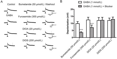 Pharmacological Analysis Of Membrane Depolarizing Responses To Gaba In