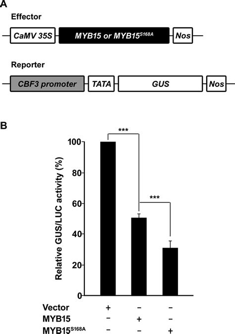 Transcriptional Repression Activity Of MYB15 Is Enhanced By A Mutation