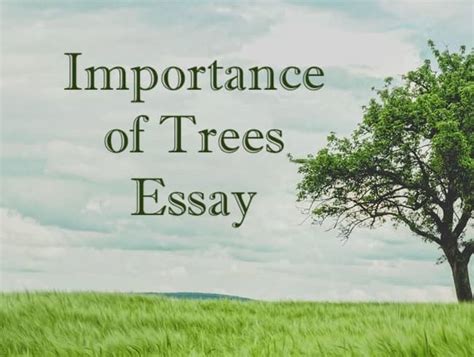 Importance Of Trees Essay In English For Students In 300 Words