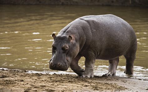 Hippopotamus Wallpaper Images