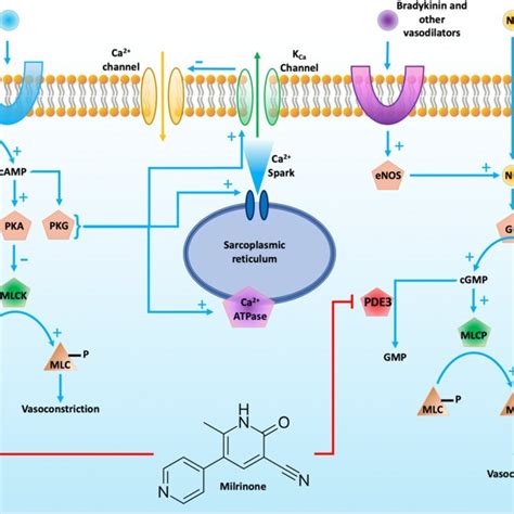 The Effect Of Milrinone On Vascular Smooth Muscle B2 Andrenergic