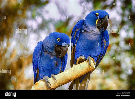 Hyacinth macaw flying hi-res stock photography and images - Alamy