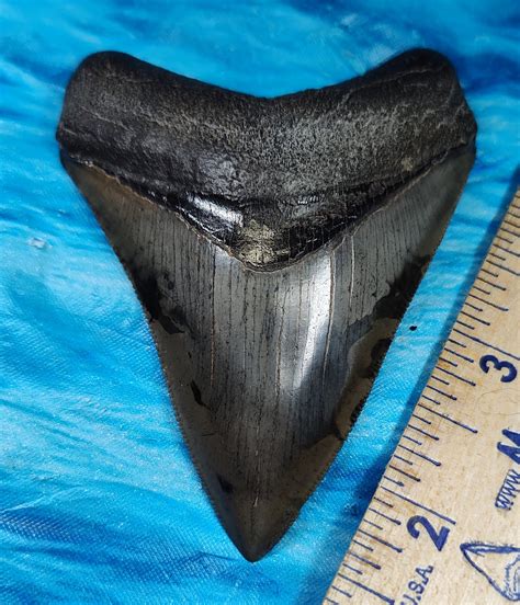 Museum Quality Megalodon Shark Tooth · L1: 3.40 L2: 3.22 · MegaTeeth