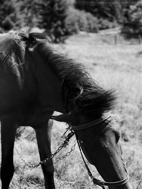 White Horse in Close Up Photography · Free Stock Photo