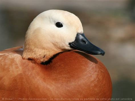 Photo De Canard Tadorne Casarca Tadorne Casarca N Sur