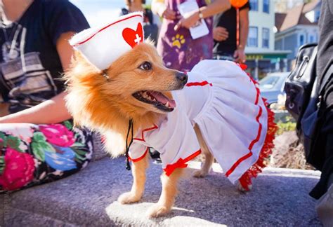 Dogs in Costume?! The Cutest Fashion Show in Boston.