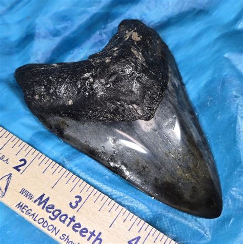 Giant High Quality Megalodon Shark Tooth · L1: 4.03 L2: 3.81 · MegaTeeth