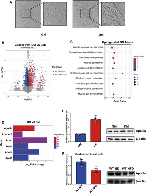 Apol A Is Increased In Myogenic Differentiation And Decreased In Obese