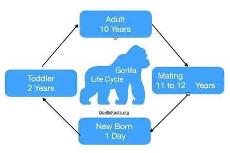 Gorilla Life Cycle From Birth To Death All Explained Gorilla Facts