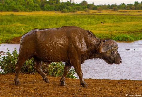 Muddy Buffalo Aberdare National Park Kenya 2018 Steve Shames Photo