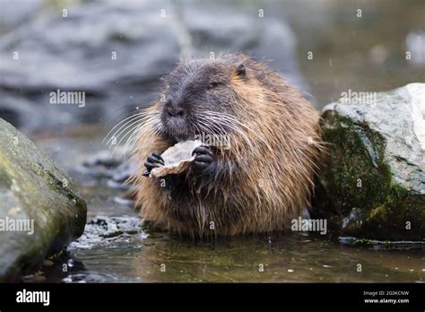 Coypu is eating Stock Photo - Alamy