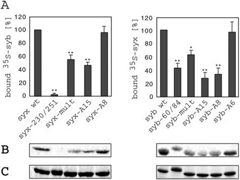 Heterodimerization Of Synaptobrevin Ii And Syntaxin A Analyzed By An