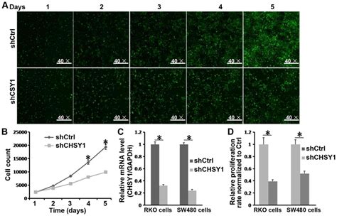 Chsy1 Promoted Proliferation And Suppressed Apoptosis In Colorectal