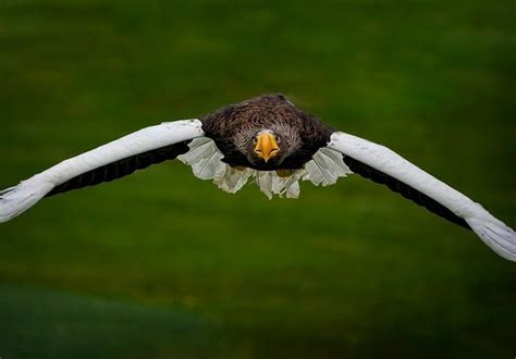 Eagle Symbolism What It Really Means Vision Vs Protection