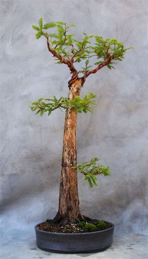 Get Swamp Cypress Bonsai Care Tips - Hobby plan