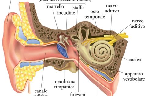 Come Funzionano Lorecchio E Ludito Udimed