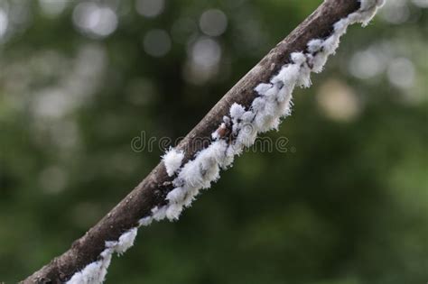 Insecto De Mealybug En Una Planta Foto De Archivo Imagen De Macro