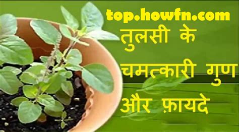 तुलसी के पत्तों के 10 चमत्कारिक फायदे Tulsi Ke Fayde Benefits Holy