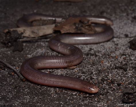 Blackish Blind Snake Anilios Nigrescens Sydney Nsw Flickr