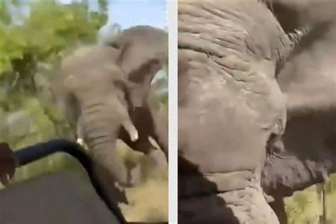 Elefante Mata A Turista Estadounidense Durante Safari En Frica