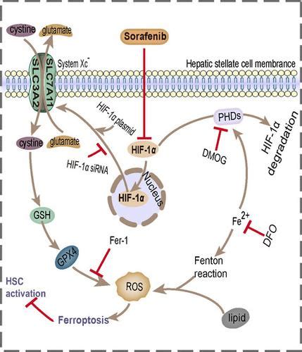 Sorafenib Attenuates Liver Fibrosis By Triggering Hepatic Stellate Cell