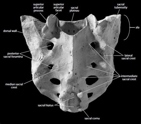 The Sacrum Os Sacrum Anatomy Osteology