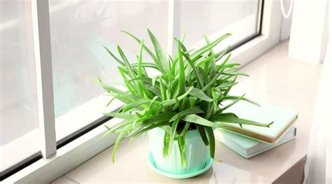 How Much Direct or Indirect Sunlight Do Aloe Vera Plants Need?