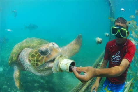 Underwater Photograph By Ocean Encounters Diving Curacao