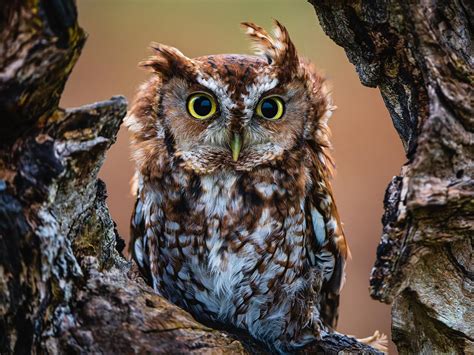 Eastern Screech Owl Bird Facts Megascops Asio Birdfact