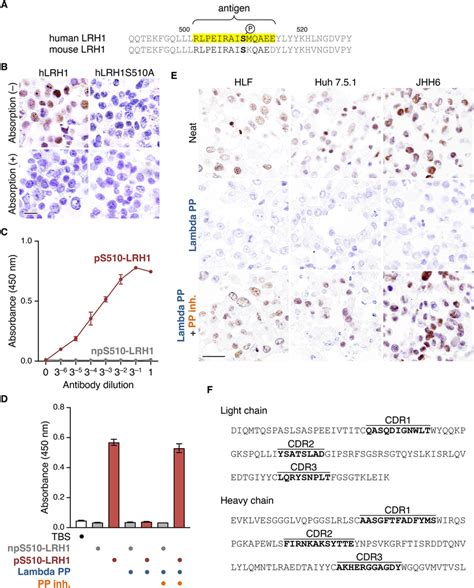 Generation Of A Rat MAb Against Human LRH1pS510 A Amino Acid