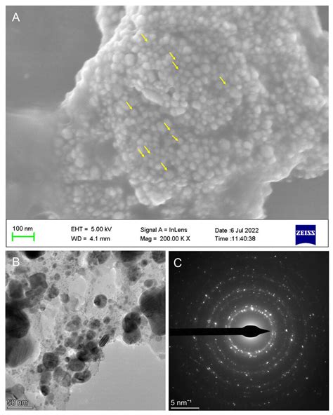 Field Emission Scanning Electron Microscopy Fe Sem A Download