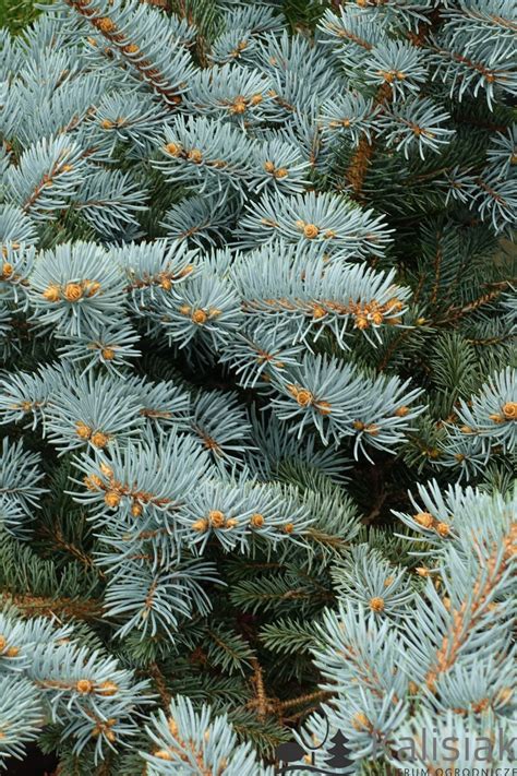 Picea pungens Glauca Globosa Świerk kłujący