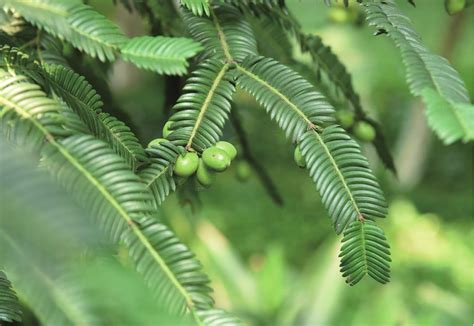 篦子三尖杉 湖北重点保护野生植物 图片